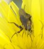 Empis sp.